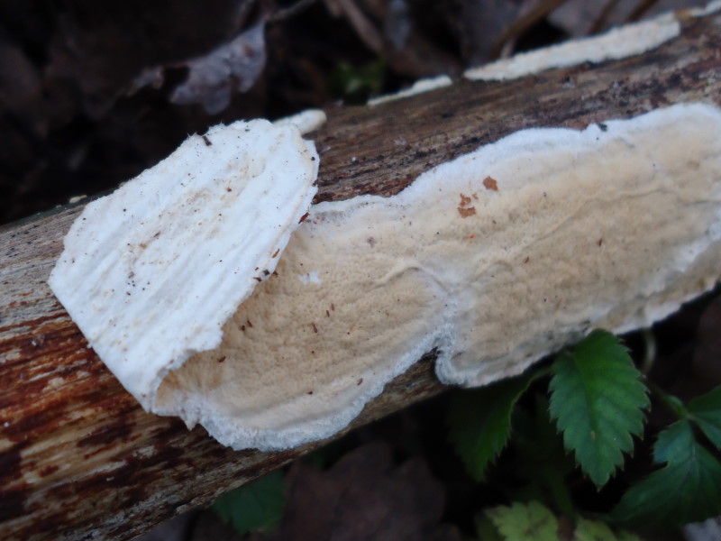 Crosta su Ulmus (Byssomerulius corium)